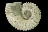 Bumpy Ammonite (Douvilleiceras) Fossil - Madagascar #160396-1